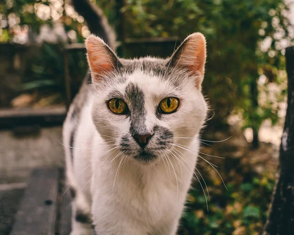 Closeup Shot White Cat Gray Spots Face Garden Green Background — Stockfoto