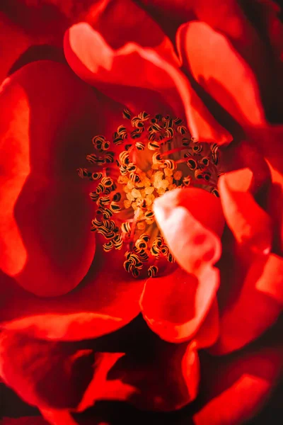 Macroplano Vertical Del Estigma Flor Roja — Foto de Stock