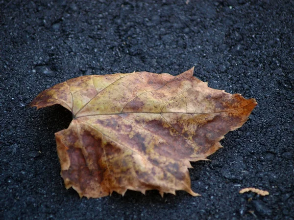 Close Shot Yellow Autumn Leaf Ground — Fotografia de Stock