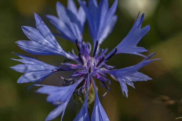 Крупный План Красивых Голубых Кукурузных Цветов Поле — стоковое фото