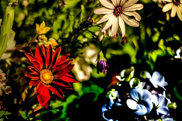 Une Sélection Fleurs Colorées Dans Jardin — Photo