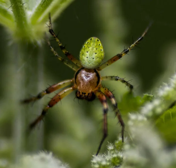 Çayırdaki Yeşil Örümceğin Seçici Odak Noktası — Stok fotoğraf