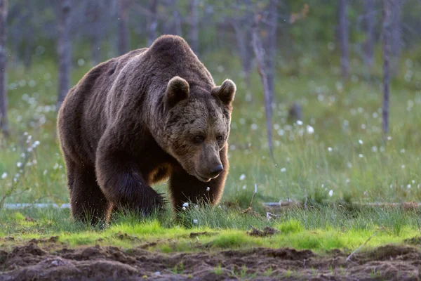 Urso Pardo Europeu Floresta Ursus Arctos Finlândia — Fotografia de Stock