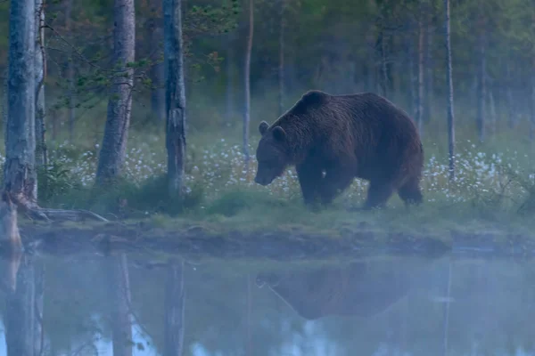 Egy Európai Barna Medve Ursus Arctos Erdejében Finnországban — Stock Fotó