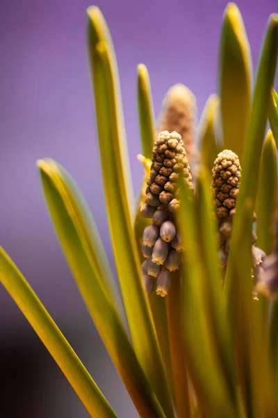 Nahaufnahme Einer Teilweise Blühenden Traubenhyazinthe Mit Verschwommenem Hintergrund — Stockfoto