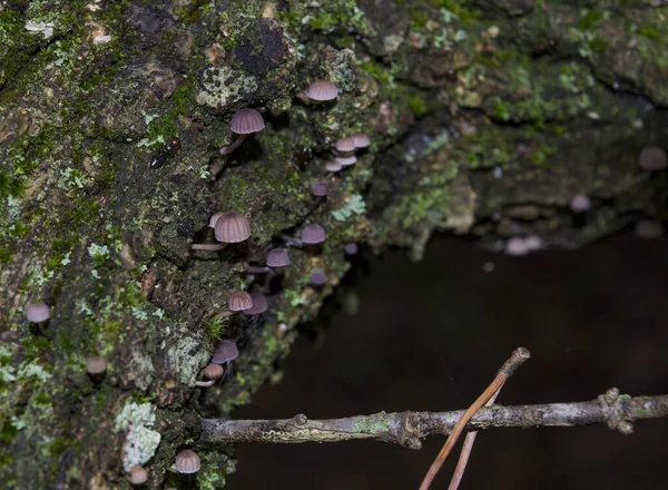 森の床の上のムーヴ ボンネット キノコのクローズアップ — ストック写真