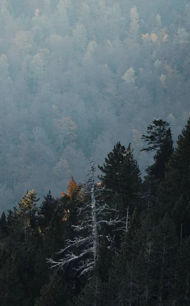 Vertical Shot Lush Green Forest Misty Weather — 스톡 사진