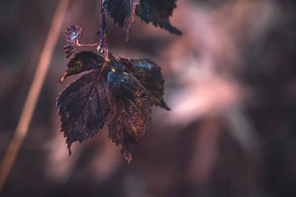 Liście Buckeye Stają Się Brązowe Pod Koniec Sezonu Jesiennego — Zdjęcie stockowe