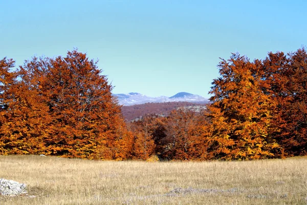 Scenic Shot Meadow Surrounded Autumn Trees Orange Leaves — Fotografia de Stock