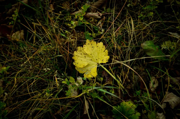 Вид Зверху Жовтий Осінній Лист Землі — стокове фото