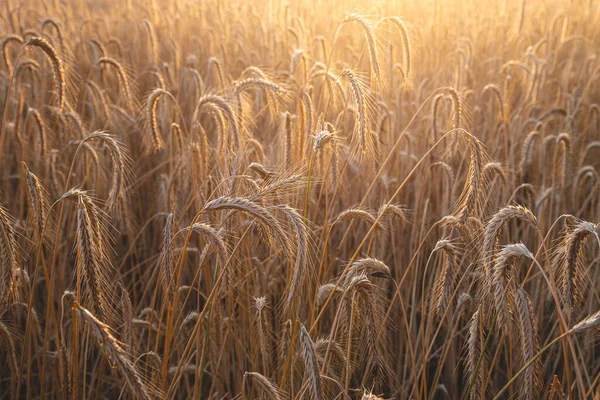Beautiful View Ripe Golden Wheat Plants Field — Fotografia de Stock