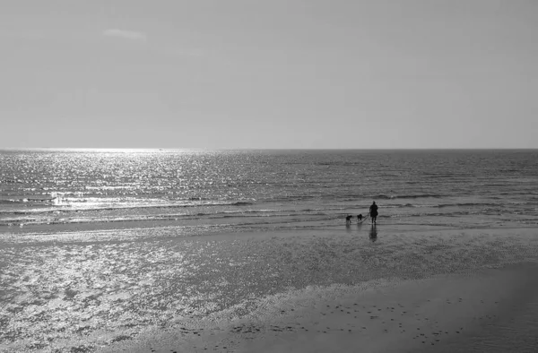 Seaburn United Kingdom Ingdom Jun 2020 Distant Figure Walking Dogs — 图库照片