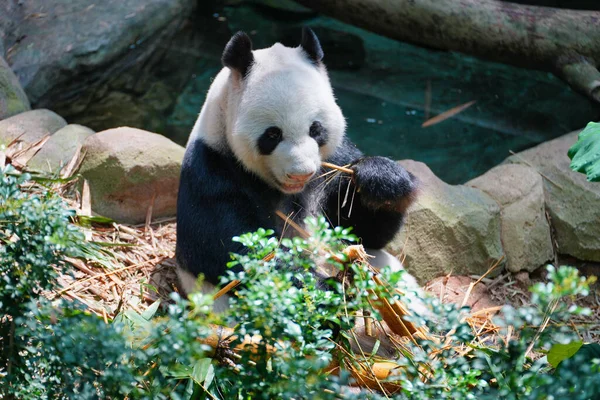 Closeup Eating Panda River Safari Singapore — 图库照片