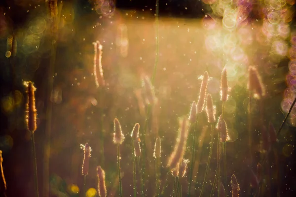 Una Hermosa Vista Flores Silvestres Con Gotas Lluvia Luz Del — Foto de Stock