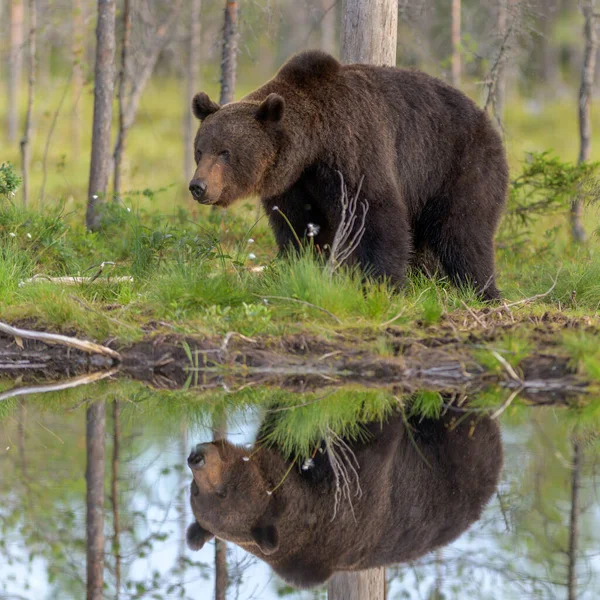 Egy Európai Barna Medve Ursus Arctos Erdejében Finnországban — Stock Fotó