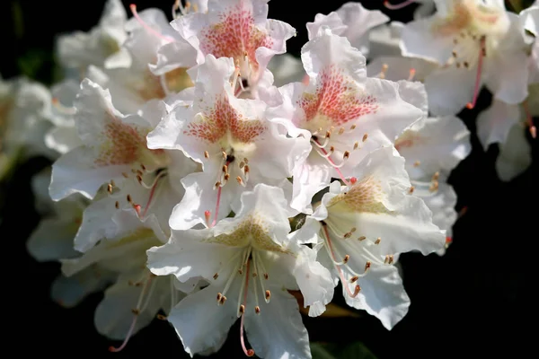 Gros Plan Rhododendron Fauriei Sur Fond Noir — Photo