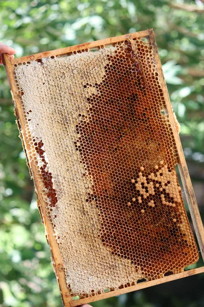 Closeup Honeycomb — Stock fotografie