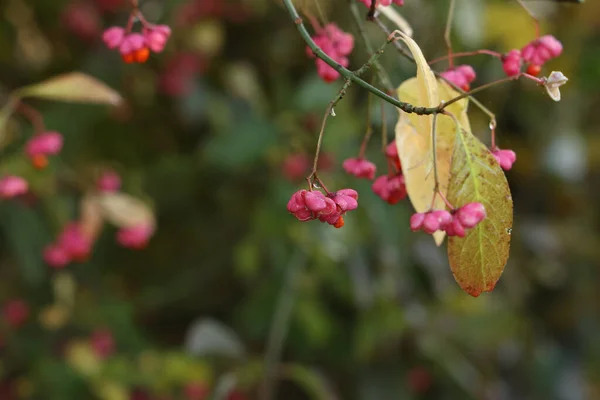 Sonbaharda Pembe Kırmızı Meyveli Avrupa Milli Ağacı Seçici Bir Odak — Stok fotoğraf