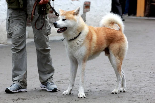 Симпатичная Собака Гуляет Мужчиной Улице — стоковое фото