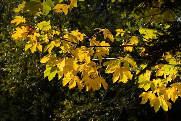 Een Prachtig Shot Van Kleurrijke Herfst Bomen — Stockfoto