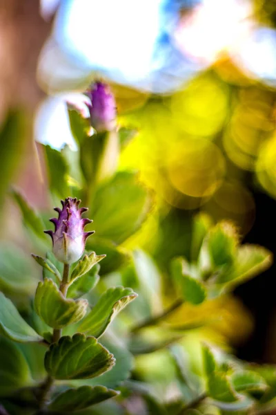 Closeup Beautiful Boldo Plant — Fotografia de Stock