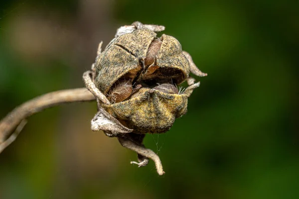 Een Selectieve Focus Shot Van Een Gedroogde Bloem — Stockfoto