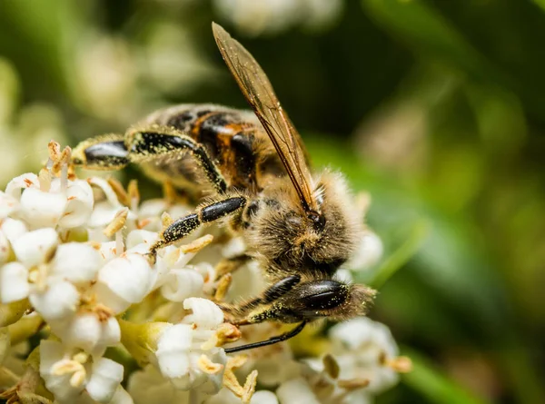 Enfoque Selectivo Abeja Flor Blanca Jardín —  Fotos de Stock