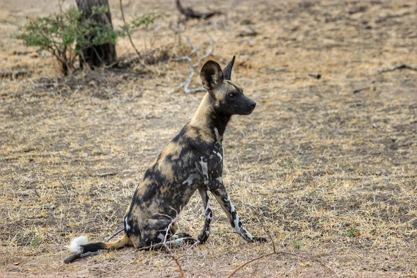 Hermoso Tiro Perro Salvaje Africano Reserva Caza Selous Tanzania — Foto de Stock