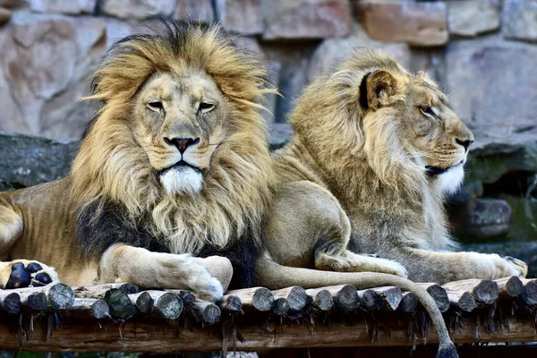Closeup Two Male Lions Zoo — 图库照片