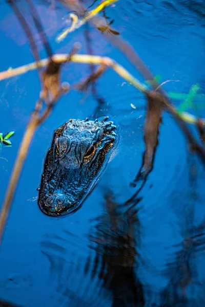 Een Verticaal Shot Van Een Krokodil Zwemmend Een Waterplas — Stockfoto
