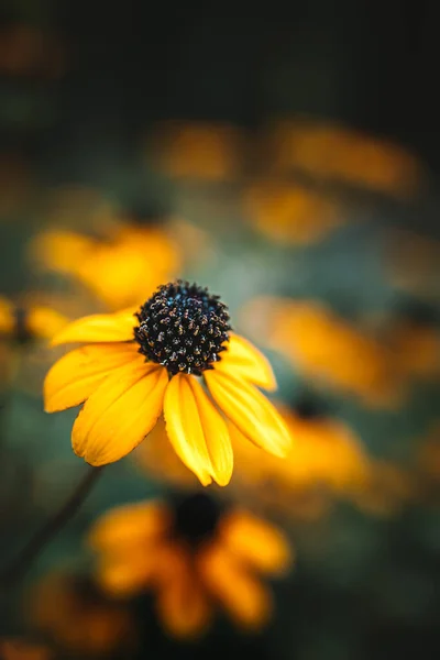 ใกล ดแนวต งของ Rudbeckia Trioba ซานตาส าตาล — ภาพถ่ายสต็อก