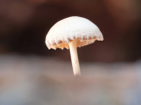 Egy Közeli Kép Egy Gombáról Erdőben — Stock Fotó