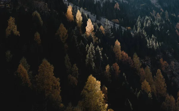 Güzel Yemyeşil Bir Sonbahar Ormanı Kısmen Güneş Işığıyla Aydınlanır — Stok fotoğraf