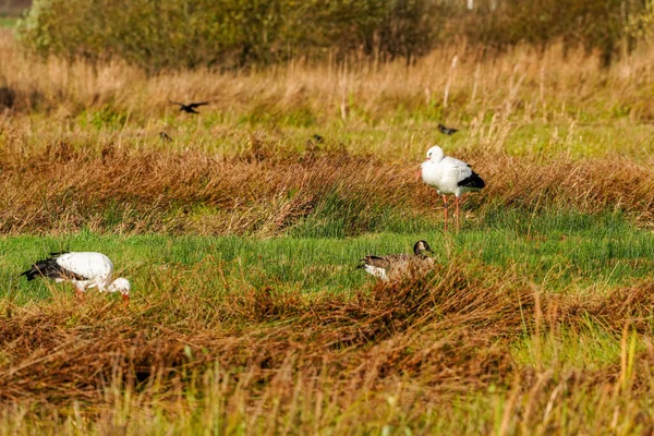 オランダ エールウルデの自然保護区デ オンランデンの畑のコウノトリの風景 — ストック写真