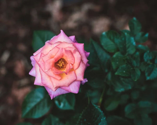 Rose Blooming Garden Summer — Stockfoto