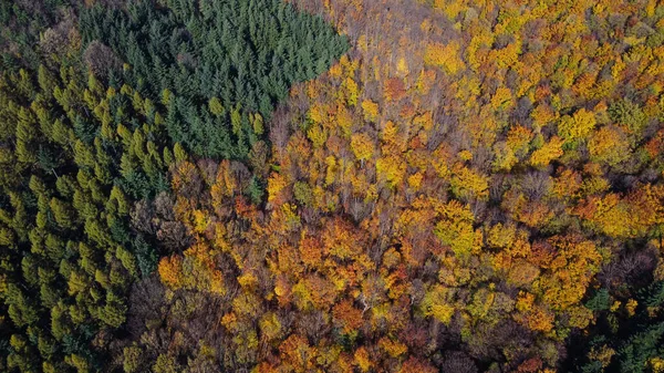 Uma Bela Floresta Exuberante Com Árvore Outono Colorido — Fotografia de Stock