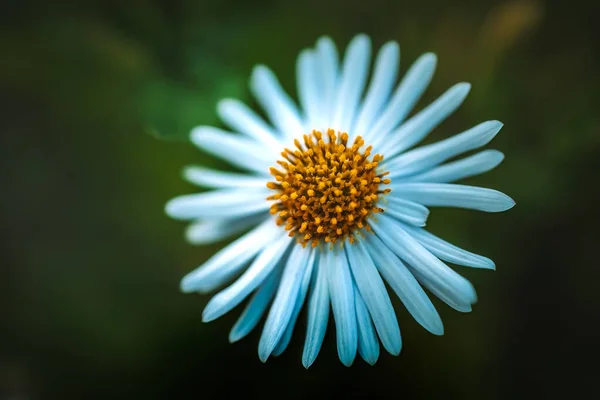 Closeup Kalimeris Kalimeris Asters — Stockfoto