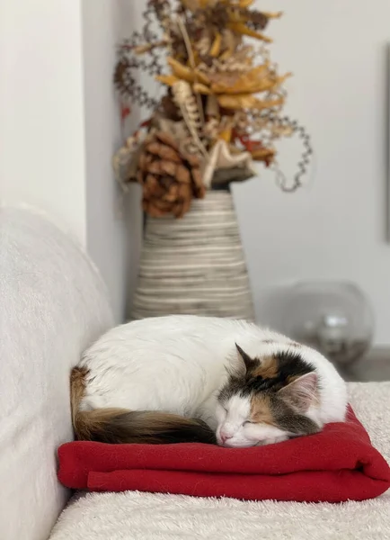 White Brown Cat Resting Red Pillow Room Vase — стоковое фото