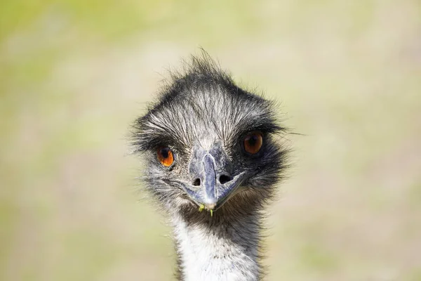 Selective Focus Shot Emu Head Large Flightless Ratite Australia Dromaius — Stock Photo, Image