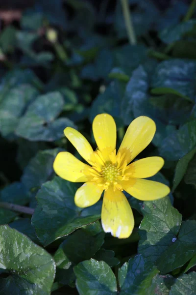 Swansea United Kingdom Aug 2020 Closeup Shot Yellow Ficaria Flower — стокове фото