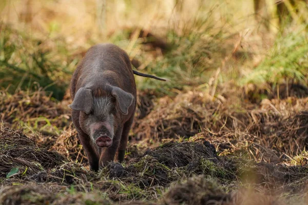 Wild Pig Field Onlanden Nature Preserve Eelderwolde Netherlands — Stockfoto