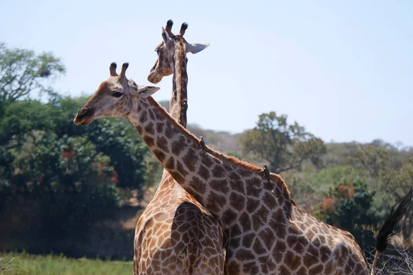 Gros Plan Deux Girafes Dans Savane — Photo