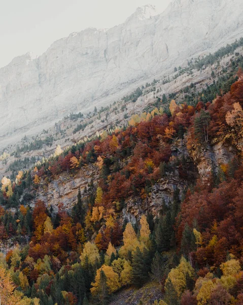Renkli Bir Sonbahar Ormanı Üzerinde Kayalık Bir Uçurumun Dikey Görüntüsü — Stok fotoğraf