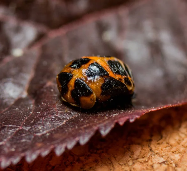 Selective Focus Shot Ladybug Plant Leaf — стоковое фото