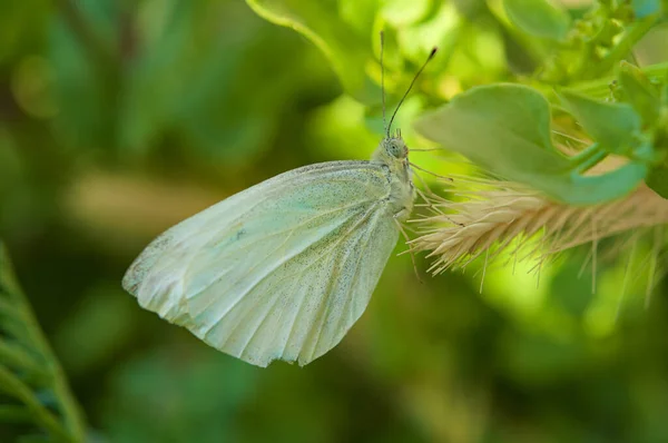 蝴蝶在室外叶子上的白色蝴蝶的浅浅的焦点 — 图库照片