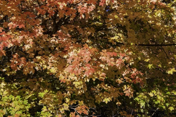 Крупним Планом Знімок Різнокольорових Автентичних Листя Дерева — стокове фото