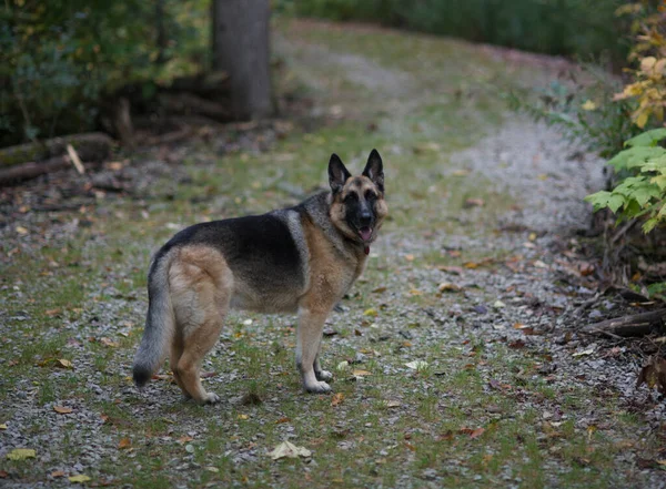 カメラを見ている途中でドイツの羊飼いの犬のクローズアップショット — ストック写真