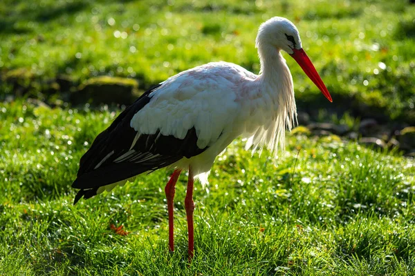 White Stork Grassy Field Park — 图库照片