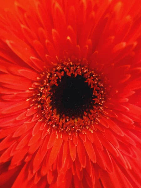 Ένα Κοντινό Πλάνο Από Πέταλα Ενός Κόκκινου Λουλουδιού — Φωτογραφία Αρχείου