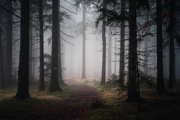 Narrow Empty Footpath Dark Mysterious Forest Foggy Day Fall — Fotografia de Stock
